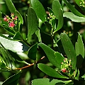 Lumnitzera x rosea (hybrid between littorea and racemosa) in Trinity Beach Cairns.<br />Canon KDX (400D) + EFS60 F2.8